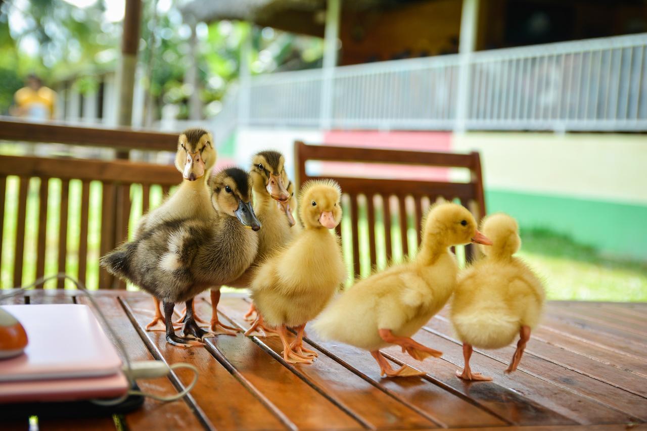 Happy Farm Tien Giang Homestay Mỹ Tho Extérieur photo