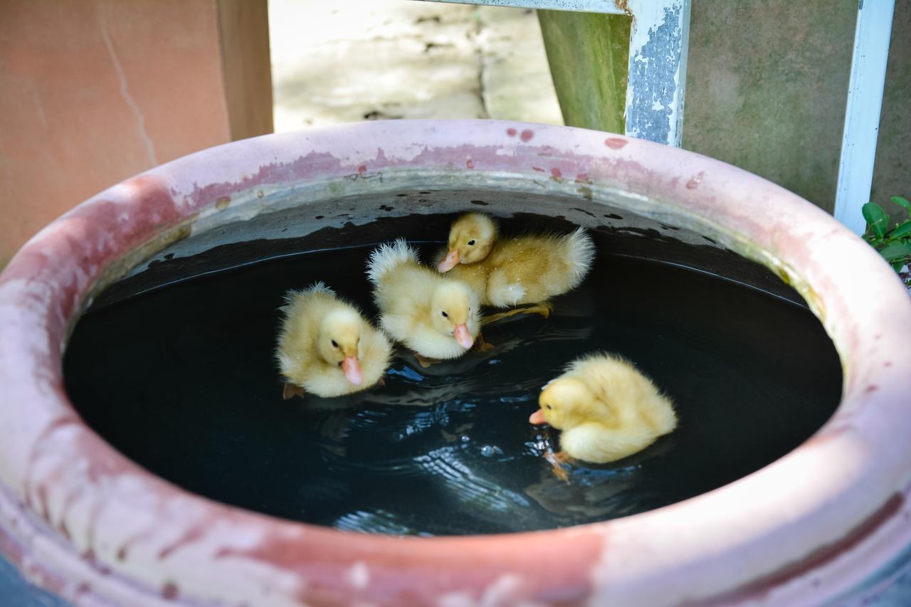 Happy Farm Tien Giang Homestay Mỹ Tho Extérieur photo